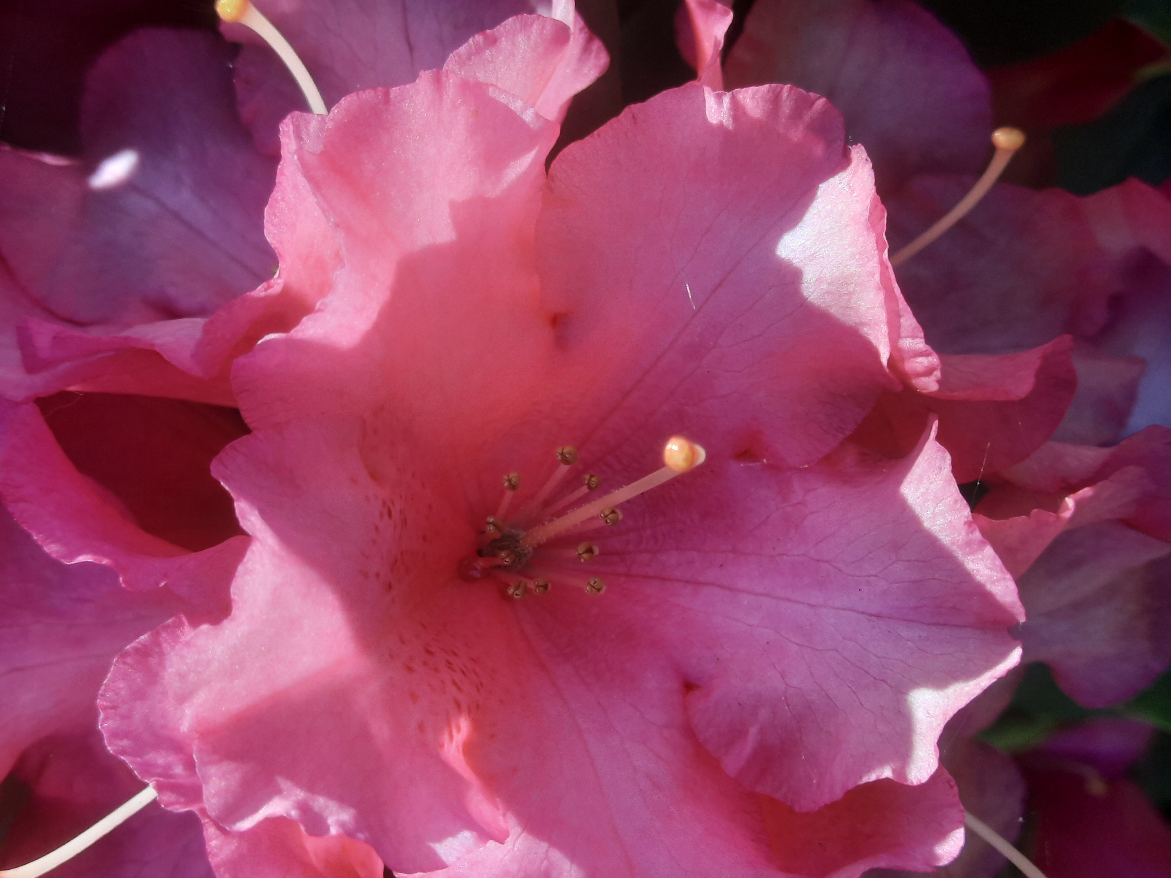 Roseum Elegans Rhododendron haag