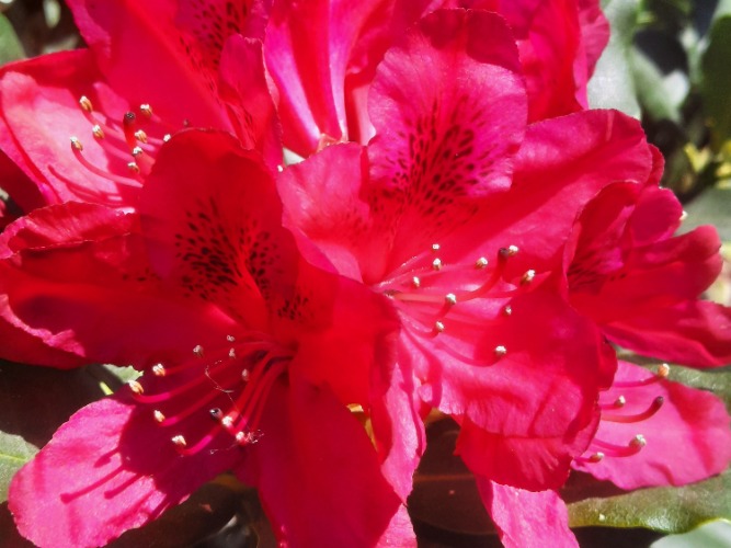 Haag van paarse rhododendrons