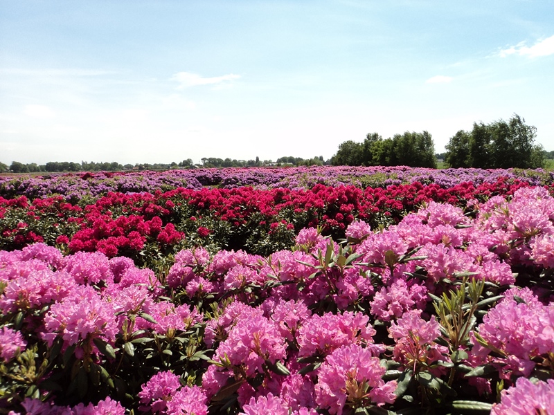 Grote rhododendrons, grote solitairen
